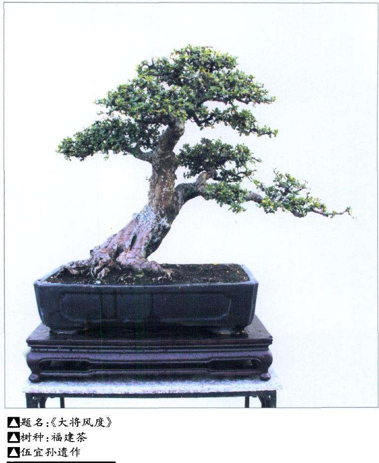 楼顶怎么养盆景的5个体会 图片