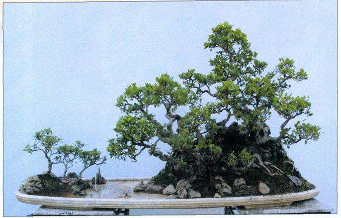 略谈中国盆景的3个民族特色 图片