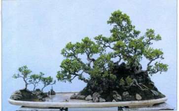 略谈中国盆景的3个民族特色 图片