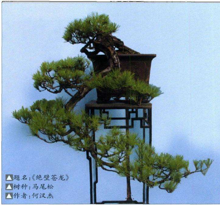 略谈中国盆景的3个民族特色 图片