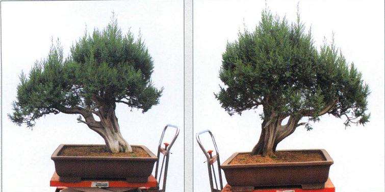 刺柏盆景怎么再创作