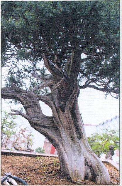 刺柏盆景怎么再创作