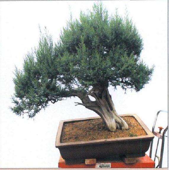 刺柏盆景怎么再创作