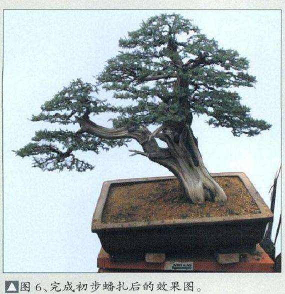 刺柏盆景怎么再创作
