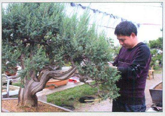 图解 刺柏盆景怎么再创作的9个步骤