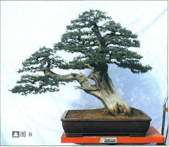 刺柏盆景怎么再创作