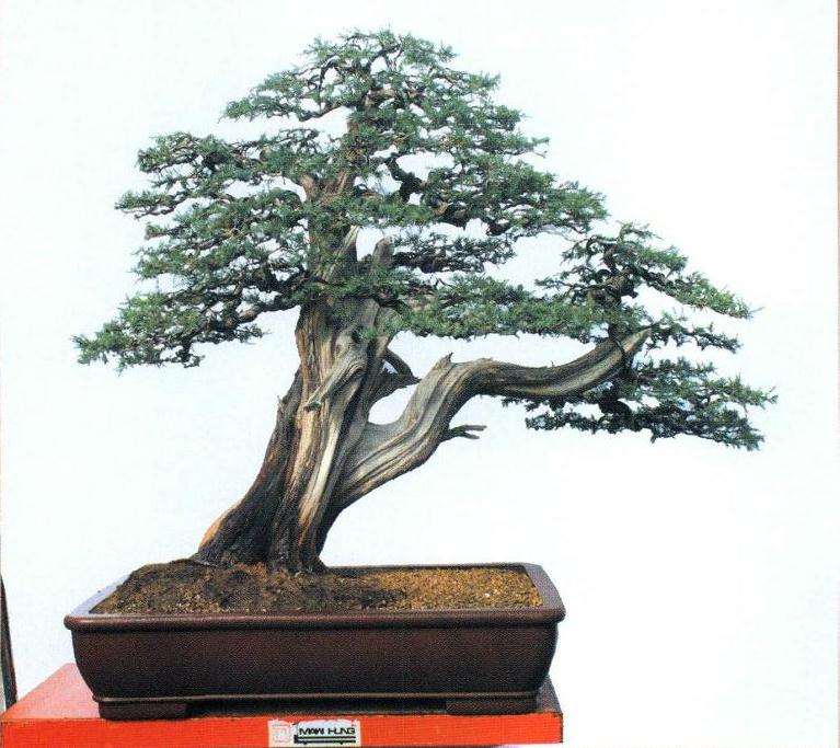 刺柏盆景怎么再创作