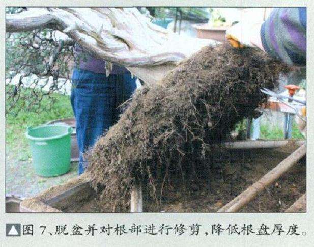 刺柏盆景怎么再创作