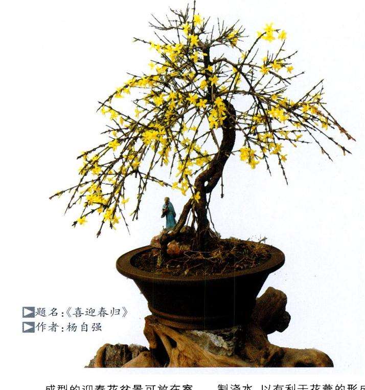 盆景论坛本栏目主要征求两方面的稿件