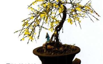 盆景论坛本栏目主要征求两方面的稿件