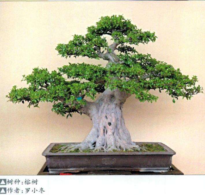 盆景造型应遵循扬长避短