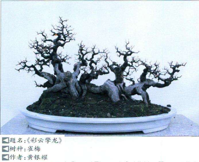 盆景造型应遵循扬长避短