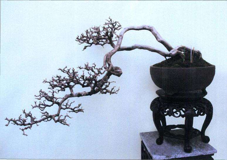 榕树盆景《绿野风情》怎么制作