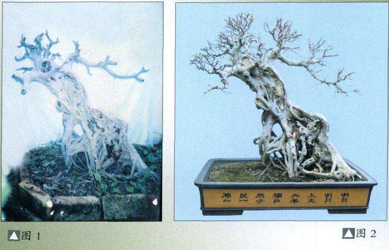 榕树盆景《绿野风情》怎么制作