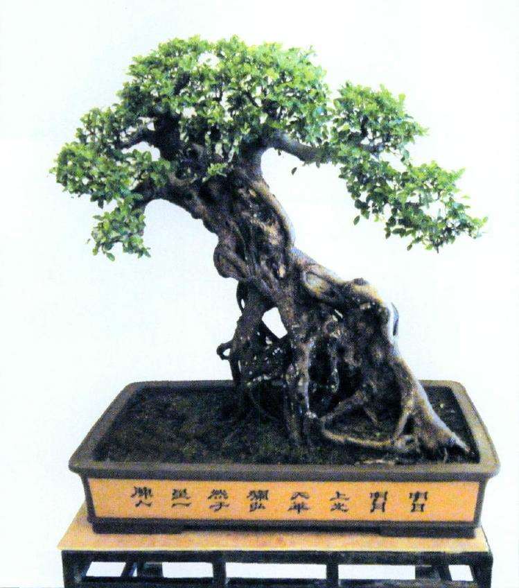 榕树盆景《绿野风情》怎么制作