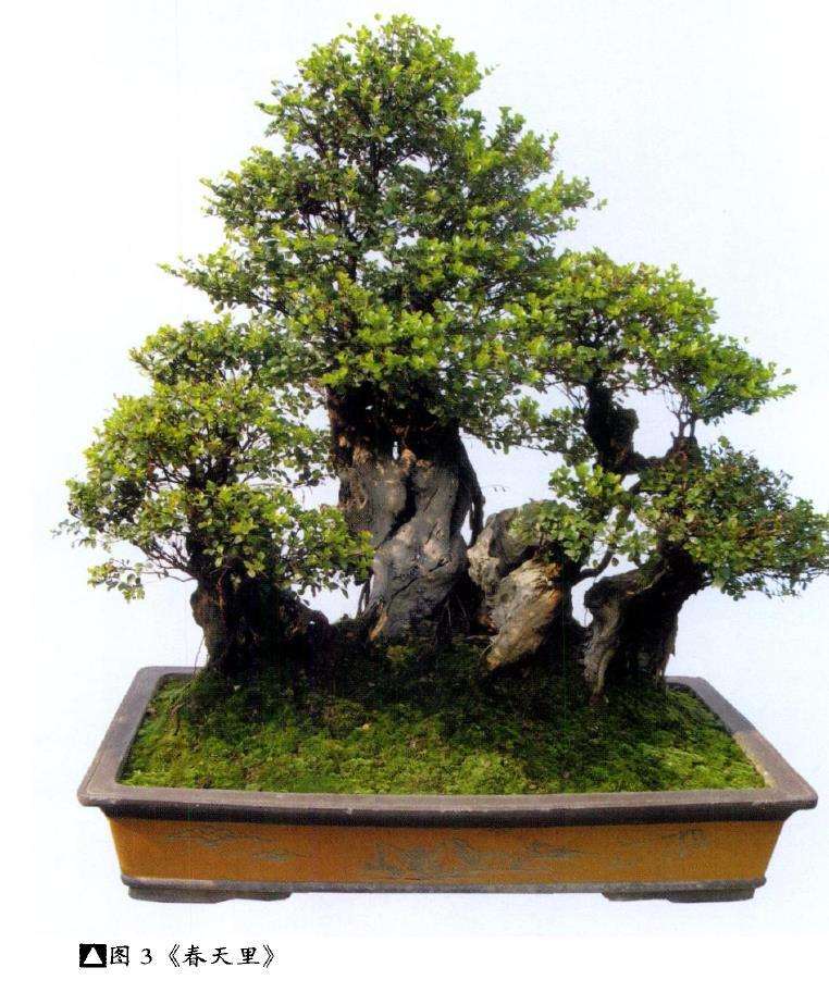 赤楠盆景怎么造型的