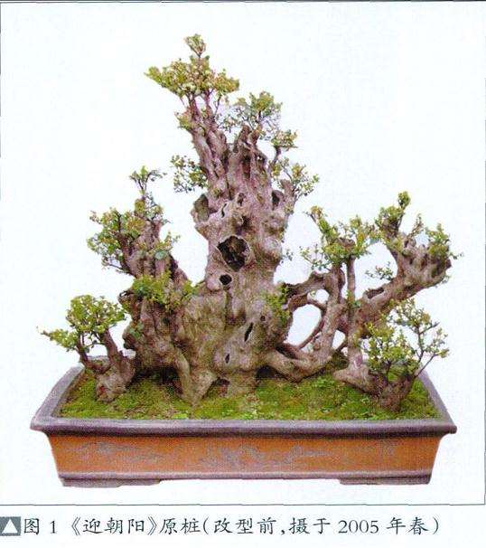 赤楠盆景怎么采挖栽植