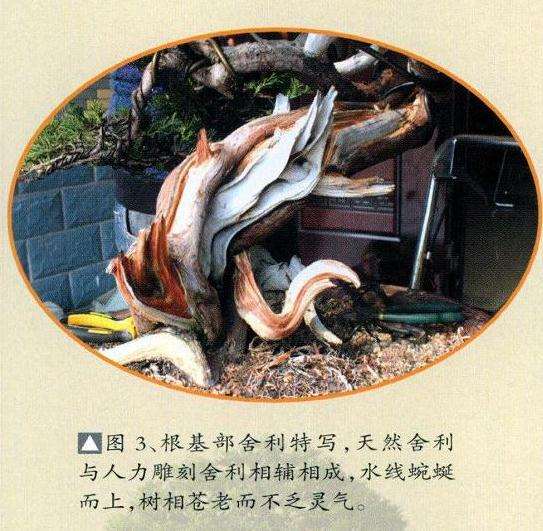 图解 真柏盆景怎么再创作的9个步骤