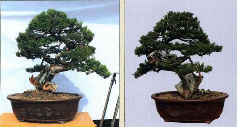 图解 真柏盆景怎么再创作的9个步骤