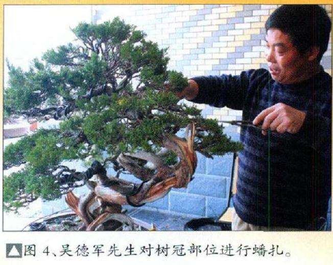 图解 真柏盆景怎么再创作的9个步骤