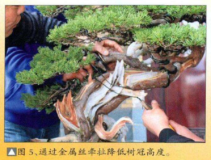 图解 真柏盆景怎么再创作的9个步骤