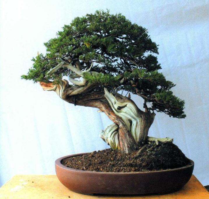 图解 真柏盆景怎么再创作的9个步骤