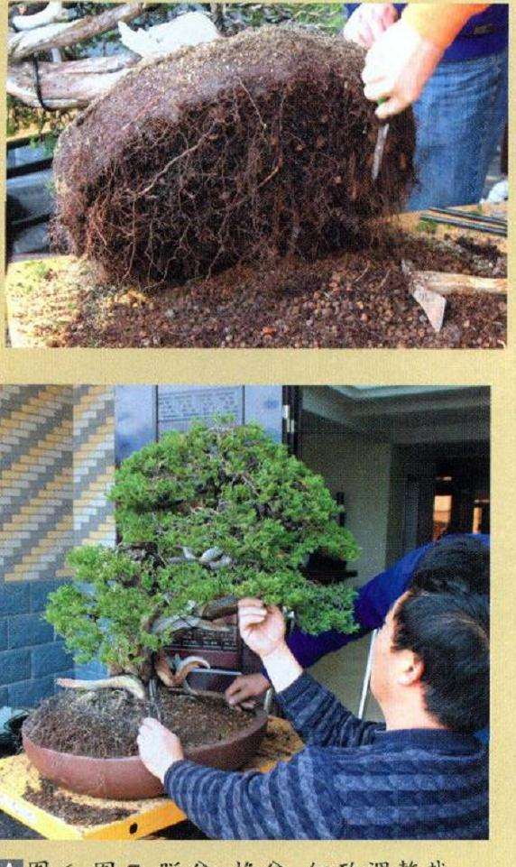 图解 真柏盆景怎么再创作的9个步骤