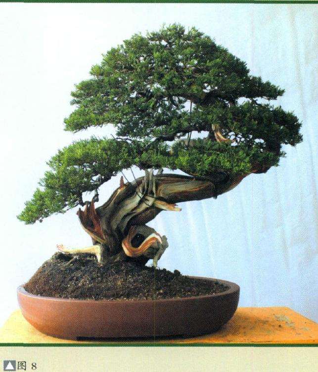 图解 真柏盆景怎么再创作的9个步骤