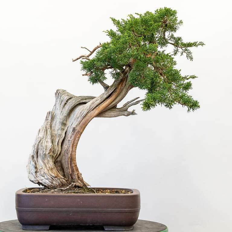 图解 加州杜松盆景怎么蟠扎的9个步骤