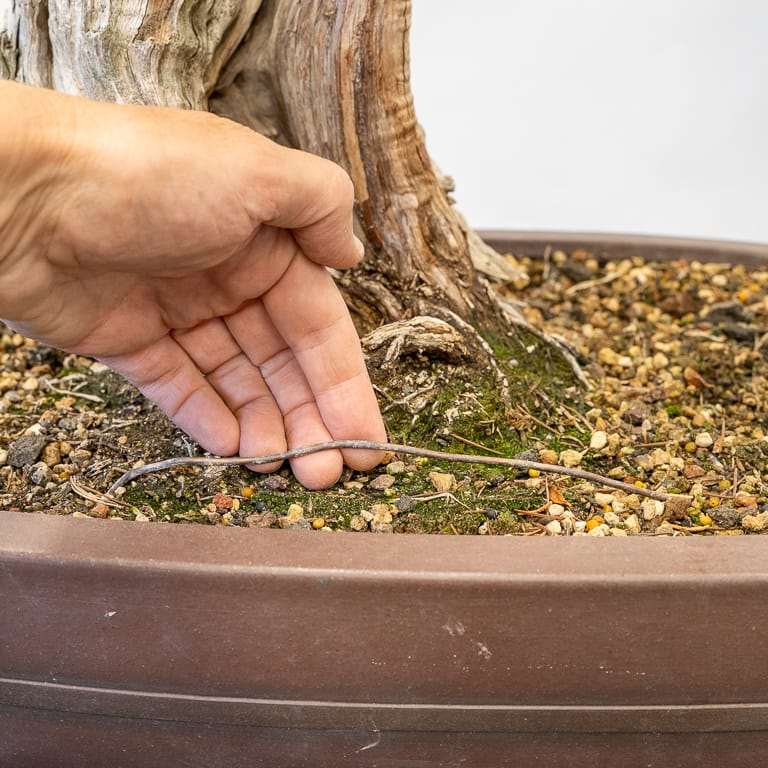 图解 加州杜松盆景怎么蟠扎的9个步骤