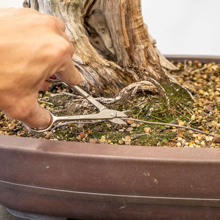 图解 加州杜松盆景怎么蟠扎的9个步骤