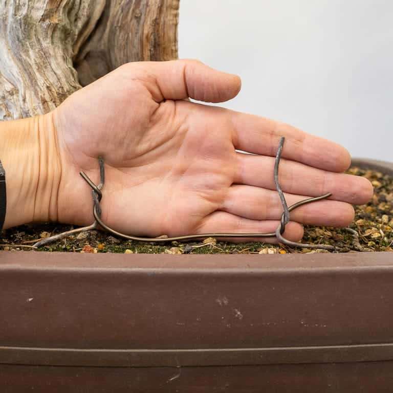 图解 加州杜松盆景怎么蟠扎的9个步骤