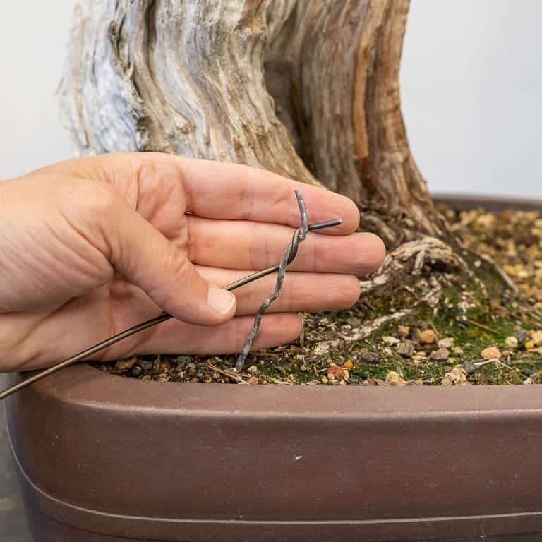 图解 加州杜松盆景怎么蟠扎的9个步骤