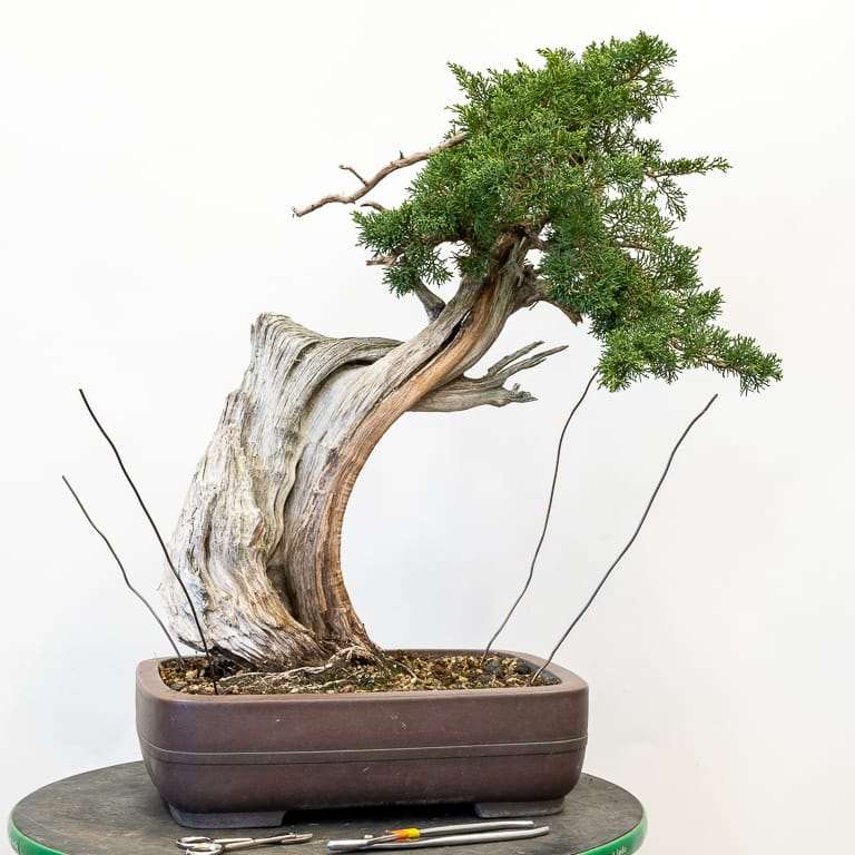 图解 加州杜松盆景怎么蟠扎的9个步骤