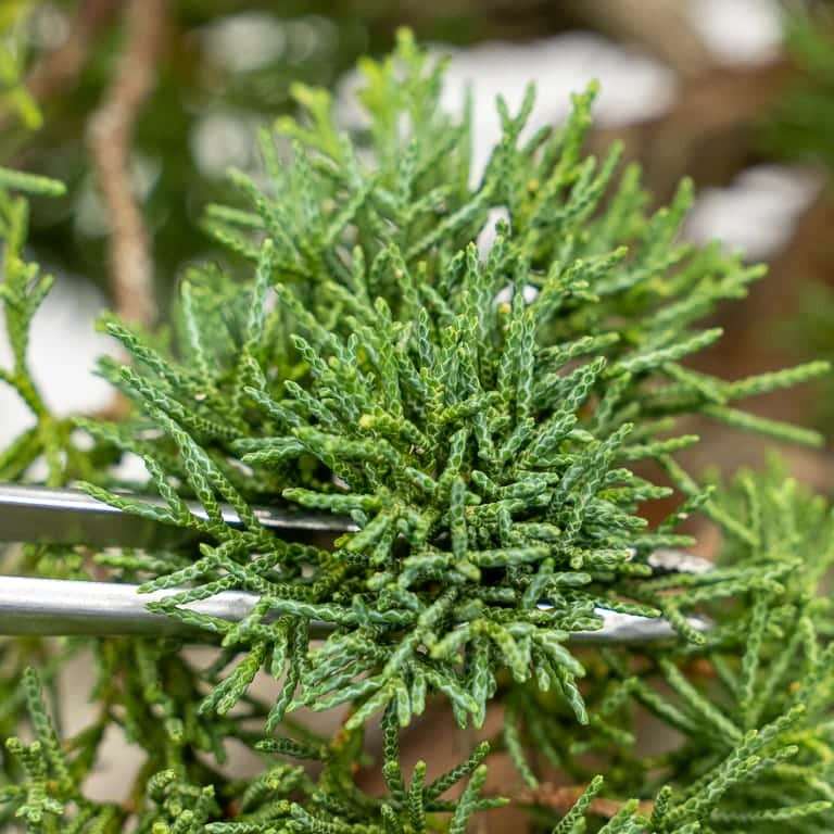 图解 加州杜松盆景怎么蟠扎的9个步骤