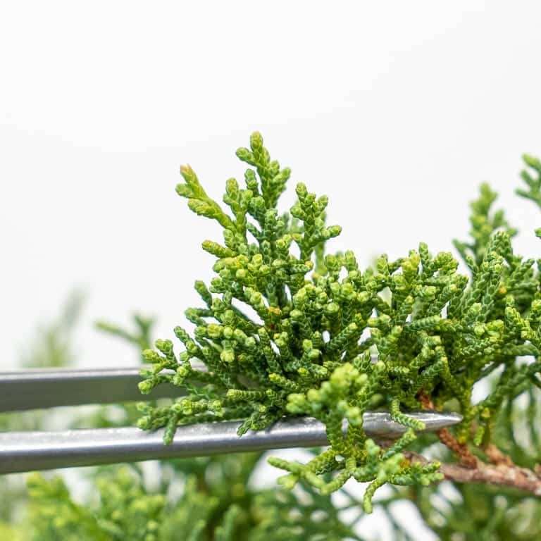 图解 加州杜松盆景怎么蟠扎的9个步骤