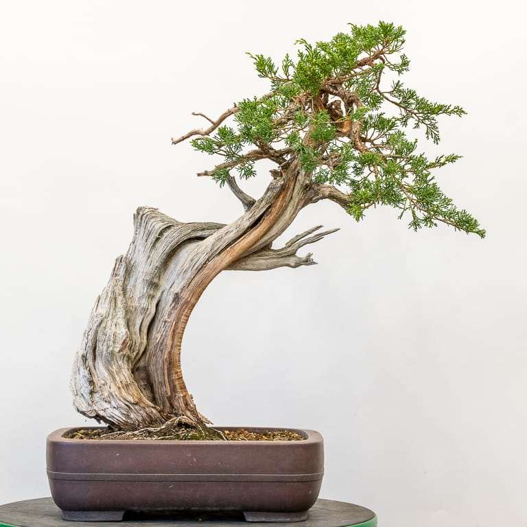 图解 加州杜松盆景怎么蟠扎的9个步骤