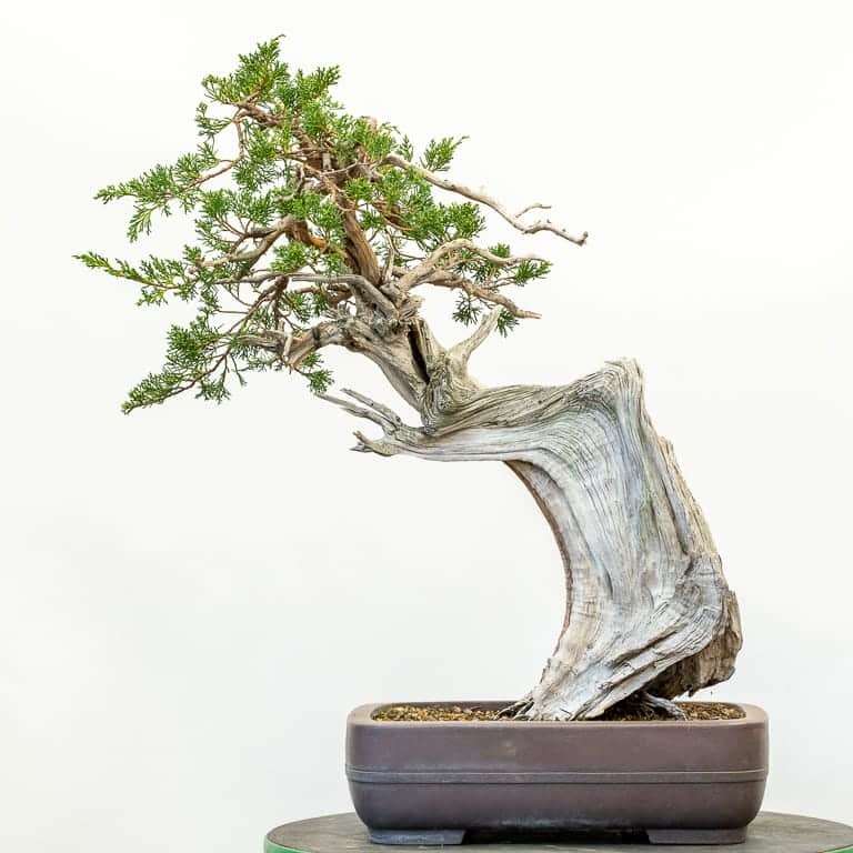 图解 加州杜松盆景怎么蟠扎的9个步骤