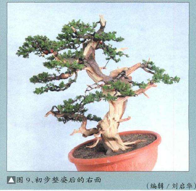 图解 真柏盆景怎么丝雕的9个步骤