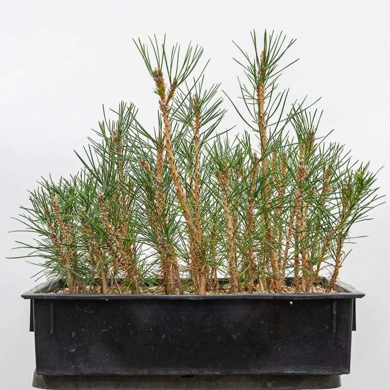 文人黑松盆景怎么修剪 前后 对比图片