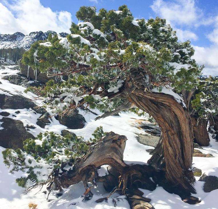 看老外盆景是怎么越冬保护的 图片