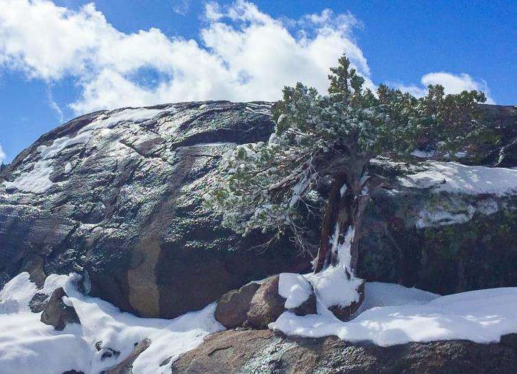 看老外盆景是怎么越冬保护的 图片