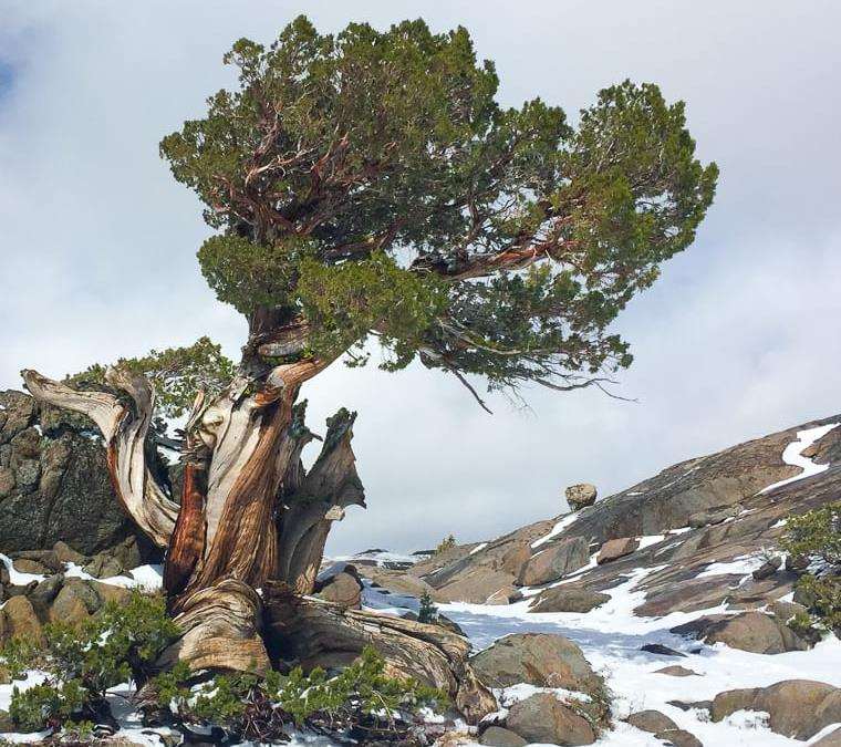 看老外盆景是怎么越冬保护的 图片