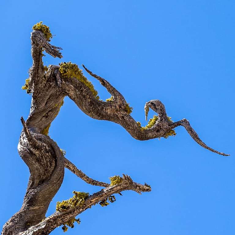 参观古老的塞拉野生杜松盆景 图片