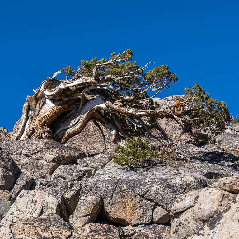 参观古老的塞拉野生杜松盆景 图片