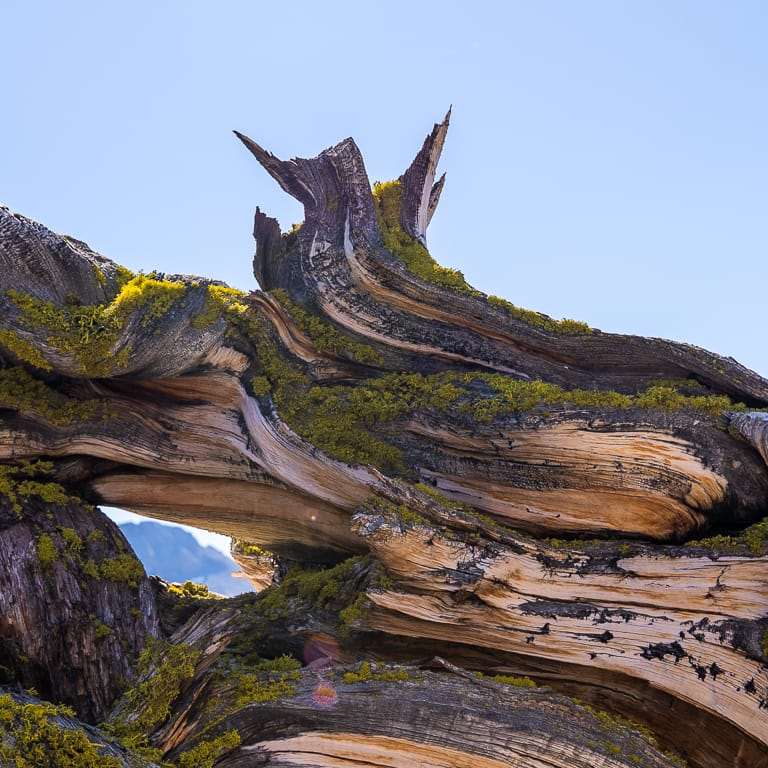 参观古老的塞拉野生杜松盆景 图片