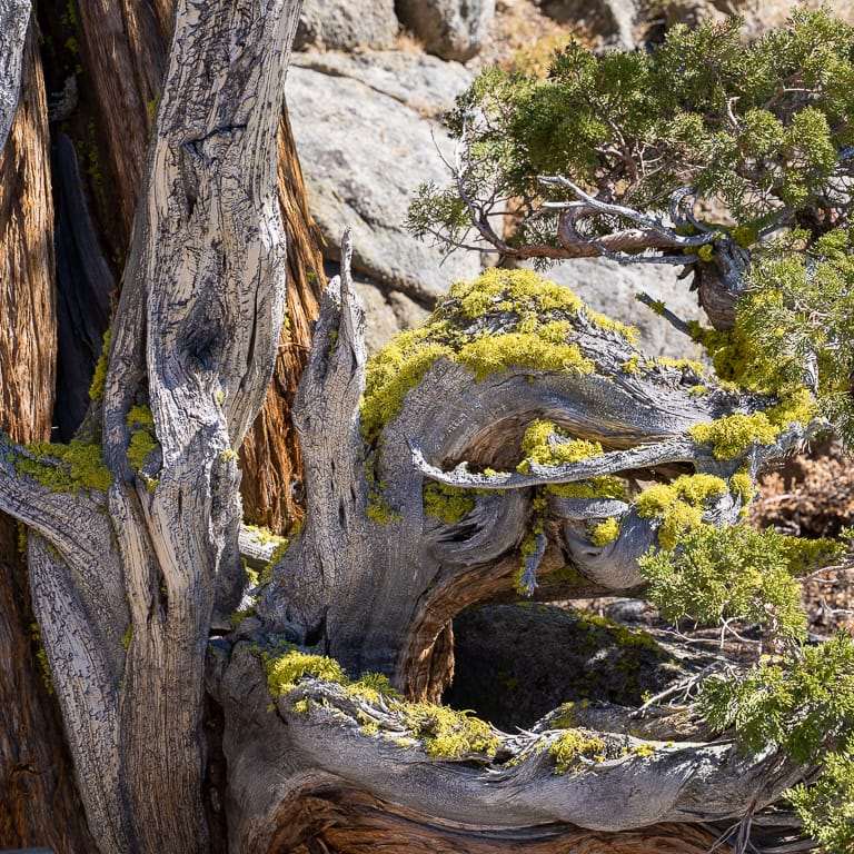 参观古老的塞拉野生杜松盆景 图片