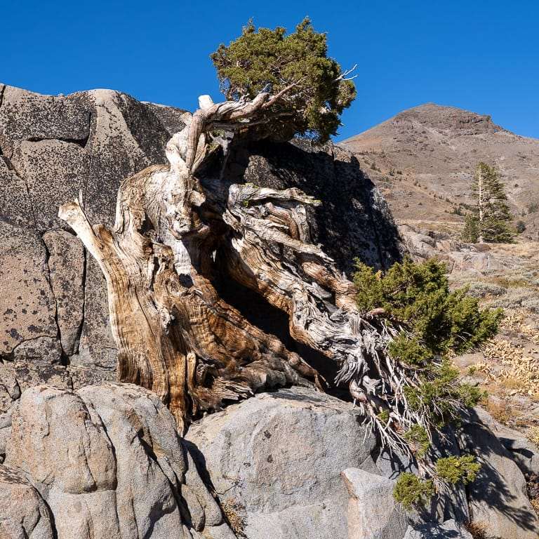 参观古老的塞拉野生杜松盆景 图片