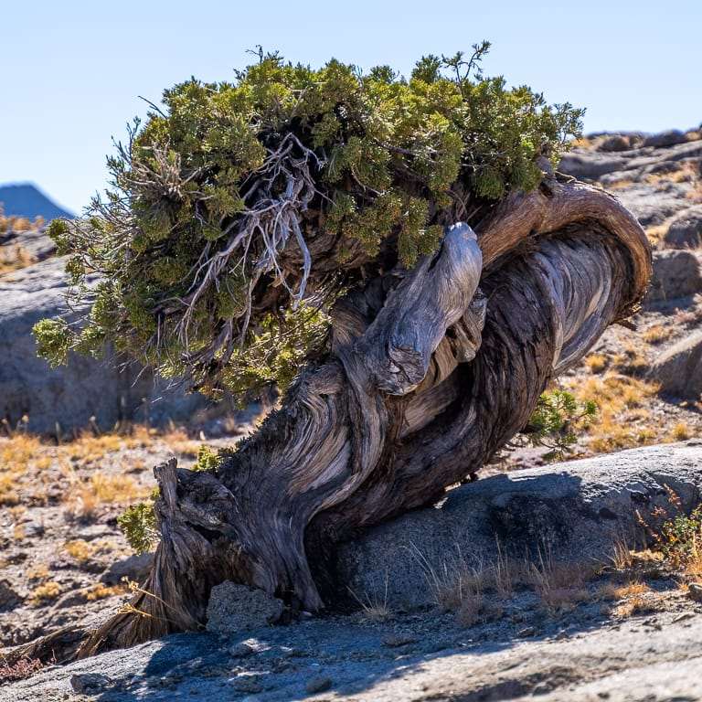 参观古老的塞拉野生杜松盆景 图片