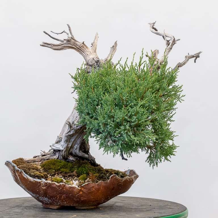 图解 落基山杜松盆景 第一次修剪 图片